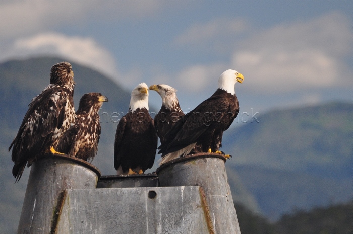 eagle